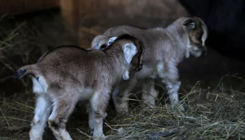 В барнаульском зоопарке в новом году родились козлята и макака
