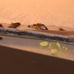 Компатруль: тараканы атакуют пятиэтажку, а в пункте выдачи заказов потоп