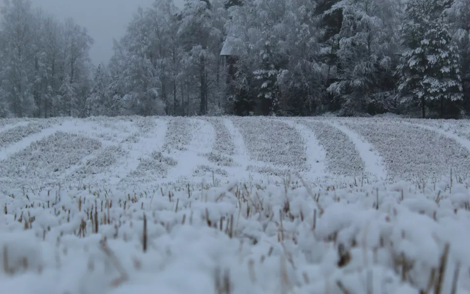 Государству вернут 623 га сельхозземель Республики Алтай