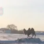 В Алтайском крае заметили гуляющего по степи верблюда