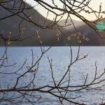 На берегу Телецкого озера посреди зимы распустилась верба