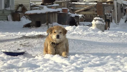 Десятки собак в Барнауле лишатся дома после закрытия нелегального приюта