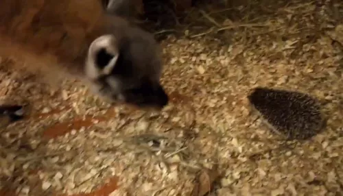 В новосибирском зоопарке еж сбежал из вольера и подружился с гуанако