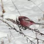 Урагусы, сойки и чечевицы: красивейшие птицы зимуют на Алтае. Фото