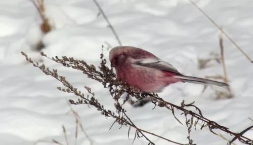 Урагусы, сойки и чечевицы: красивейшие птицы зимуют на Алтае. Фото