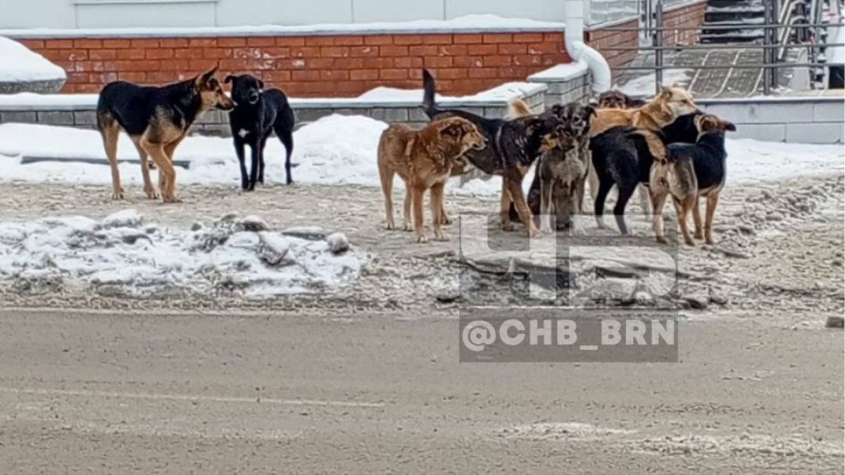 Бродячие собаки в Барнауле