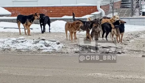 В Барнауле увеличили расходы на обращение с безнадзорными собаками