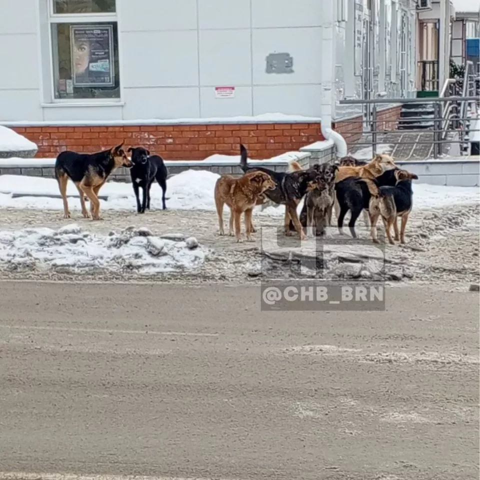 Жители Барнаула и Бийска сообщают о больших стаях бродячих собак - Толк  03.02.2024