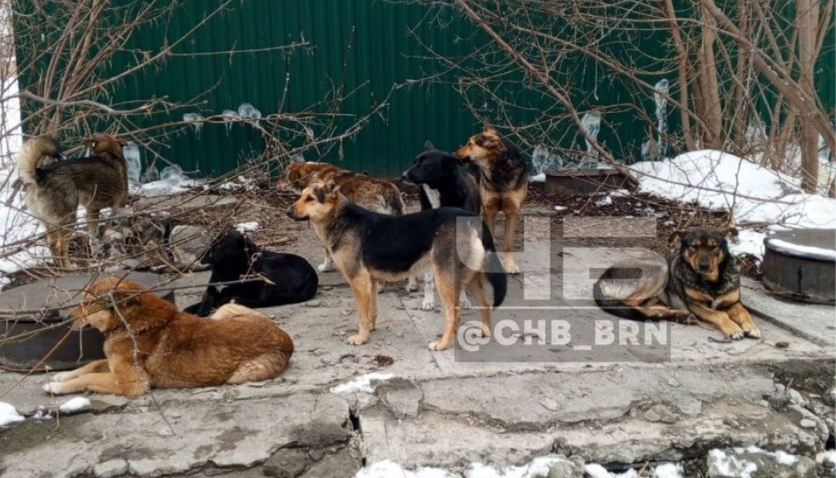 Жители Барнаула и Бийска сообщают о больших стаях бродячих собак - Толк  03.02.2024