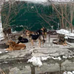В Бийске и Барнауле заметили большие стаи бродячих собак