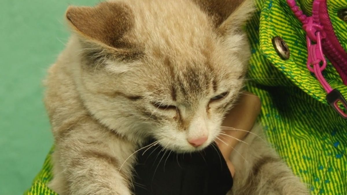 Кошка