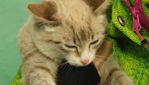 Заринскую бизнес-леди оштрафовали за торговлю каплями для кошек и собак