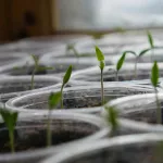 Алтайский биолог рассказала, какие овощи и фрукты можно вырастить на подоконнике