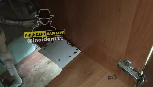 Жительница Барнаула пожаловалась на тараканов в детской поликлинике
