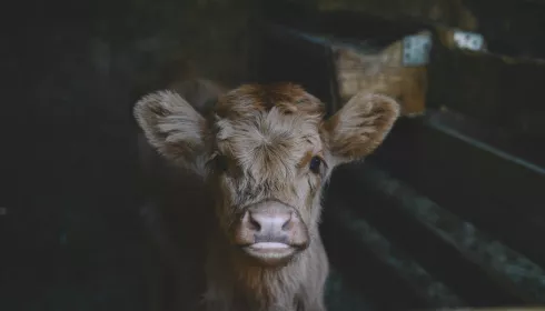 В Республике Алтай почти месяц не фиксируют новых случаев пастереллеза