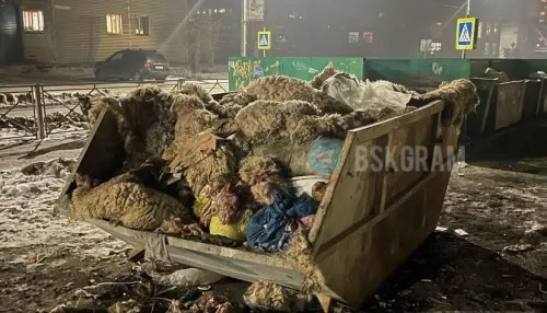 Жители Бийска обнаружили шкуры овец в мусорном контейнере