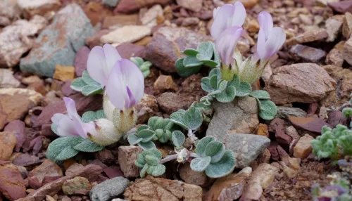 На Алтае нашли крупнейшую популяцию вымирающего растения