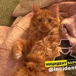 Барнаульского кота-заложника освободили из запертой квартиры
