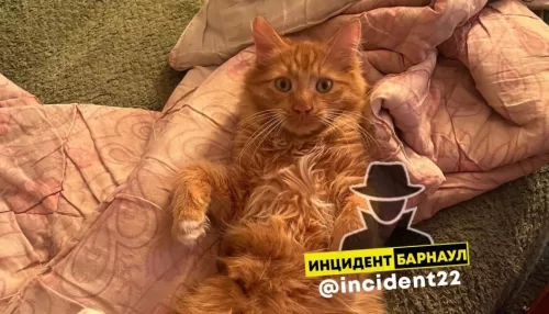 Барнаульского кота-заложника освободили из запертой квартиры