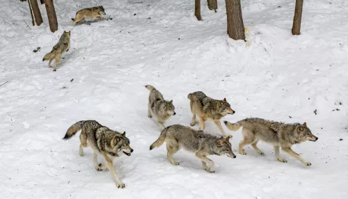 Стая волков терроризирует деревню в Новосибирской области
