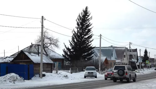 Вот-вот упадет: жители села Фирсово боятся накренившейся елки