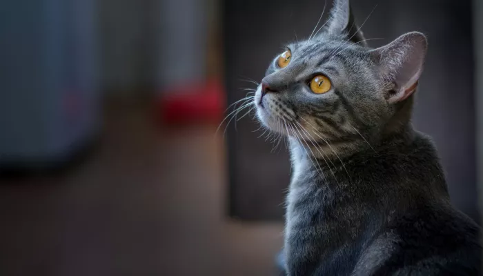 Ученые назвали породу кошек, которые обычно живут дольше других