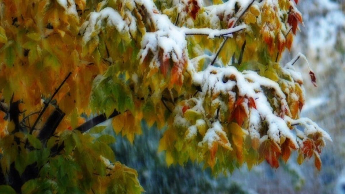 Временный снежный покров может установиться 23 октября на Алтае