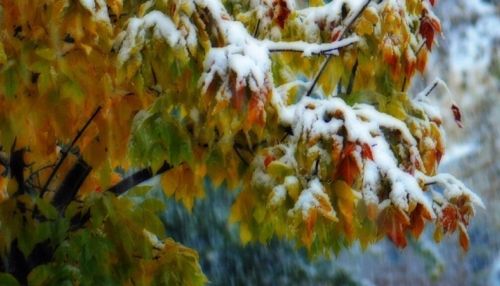 Временный снежный покров может установиться 23 октября на Алтае