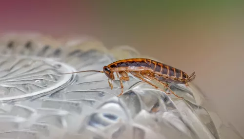 В барнаульской школе ученики нашли тараканов в столовой