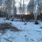 В Алтайском крае черному лесорубу грозит срок за рубку берез
