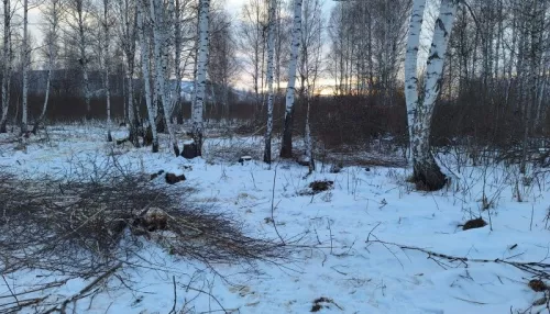 В Алтайском крае черному лесорубу грозит срок за рубку берез