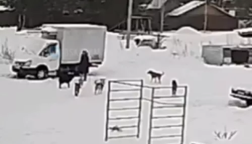 В Бийске стая собак напала на пенсионерку в районе Нефтебазы