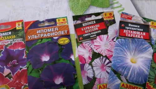 Что за цветок ипомея трехцветная и правда ли ее запретили выращивать в России