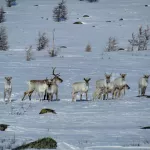 На Алтае впервые за долгое время засняли стадо краснокнижных оленей
