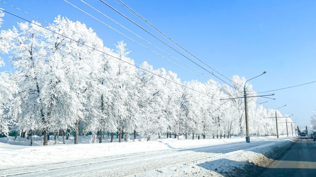 Зима в Барнауле, изморозь на деревьях