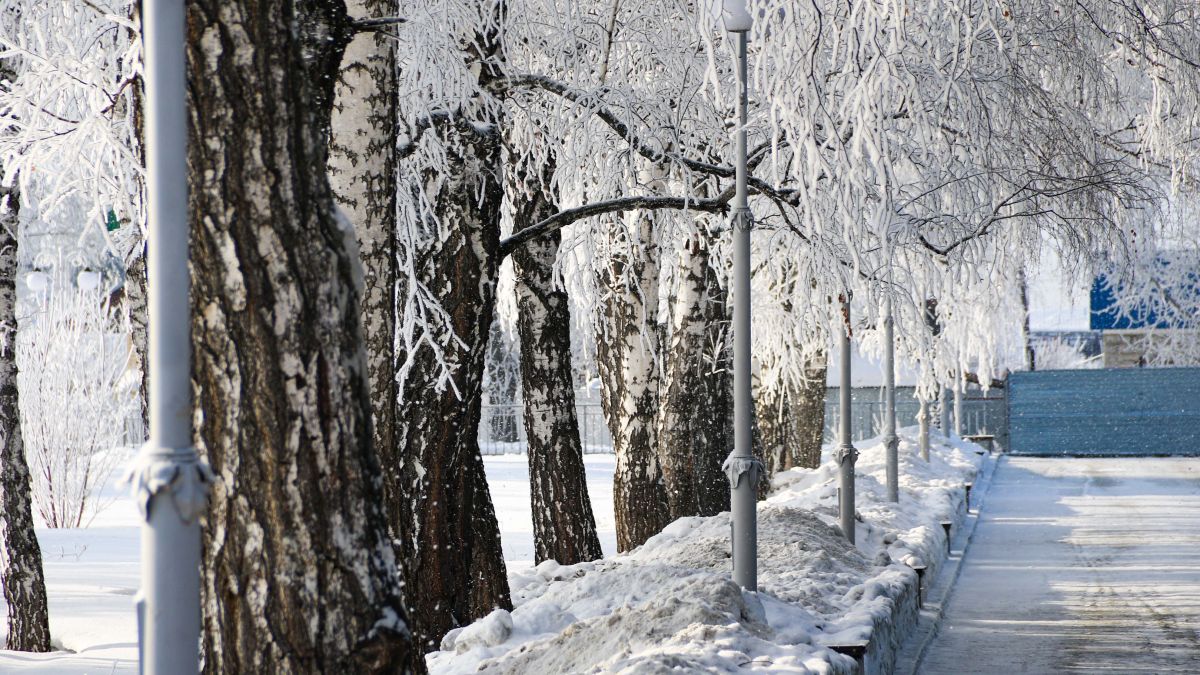 Зима в Барнауле, изморозь на деревьях