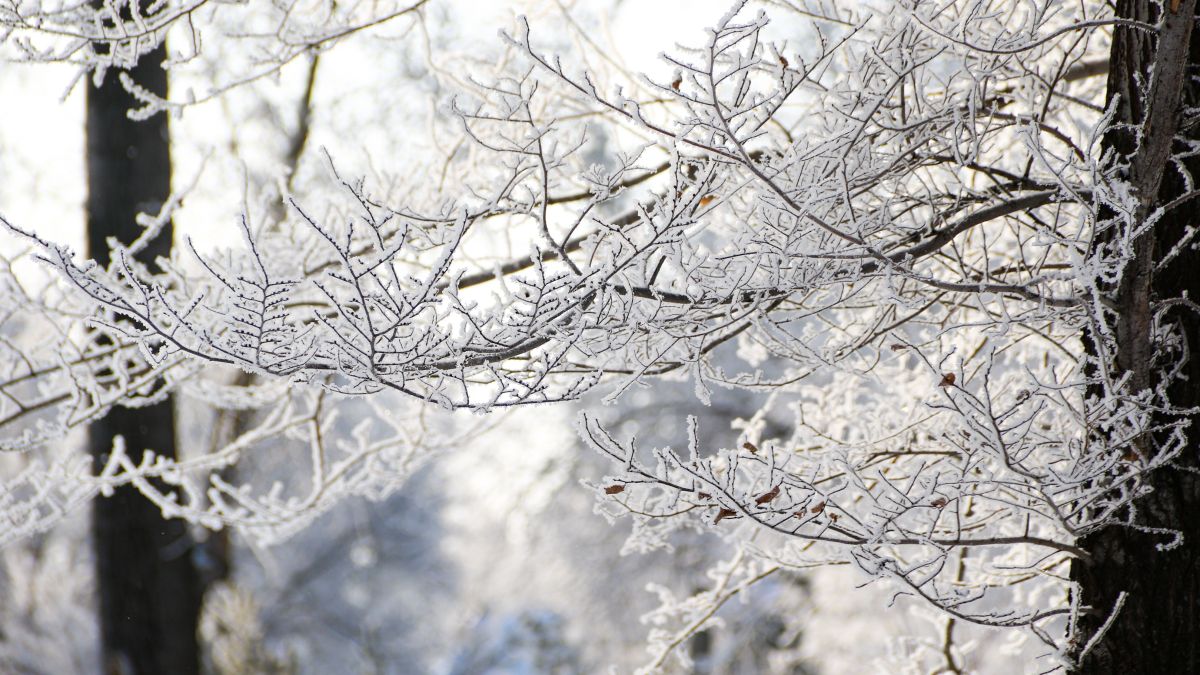 Зима в Барнауле, изморозь на деревьях