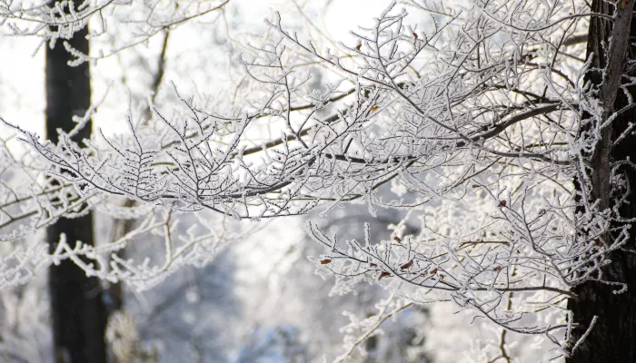 Штормпрогноз: период 40-градусных морозов наступает в Алтайском крае
