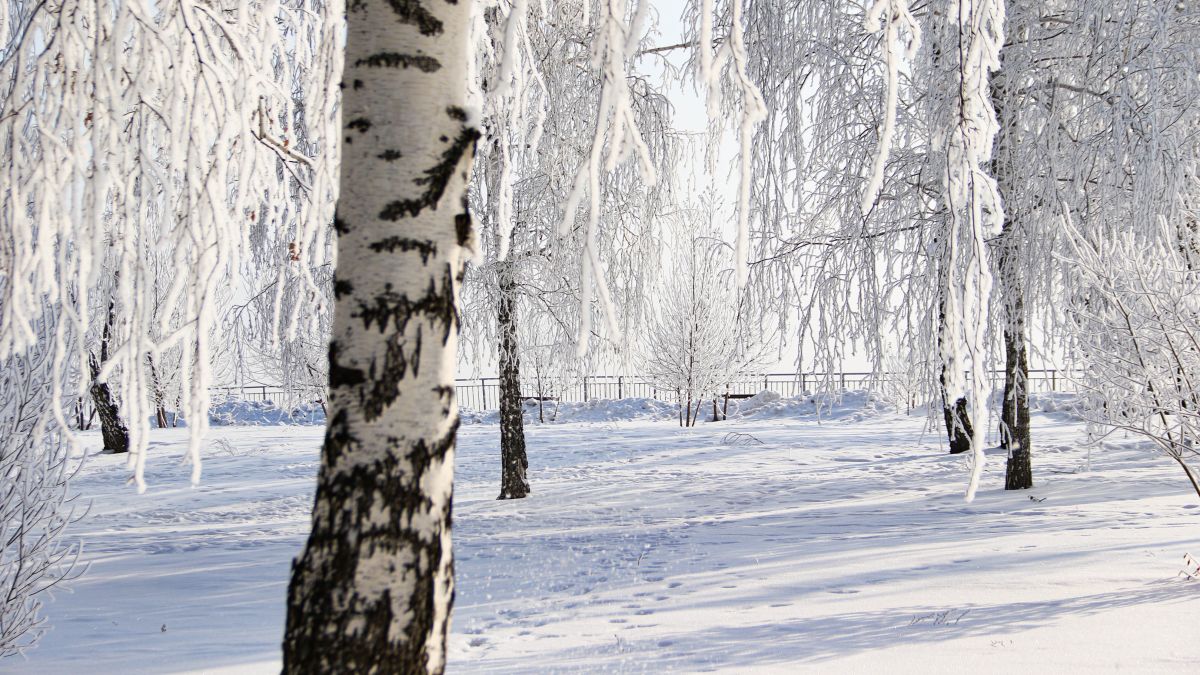 Зима в Барнауле, изморозь на деревьях