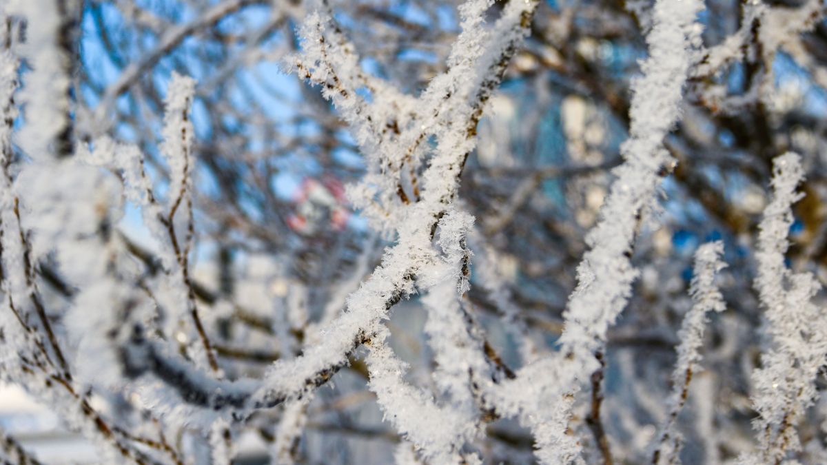 Зима в Барнауле, изморозь на деревьях