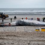 Гигантский кит выбросился на берег Бельгии