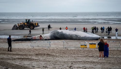 Гигантский кит выбросился на берег Бельгии