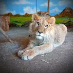 Вылитый папочка: в самарском зоопарке показали подросшего львенка из Барнаула