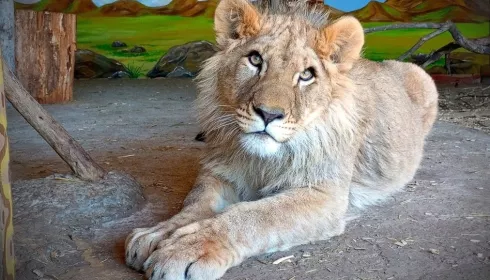 В самарском зоопарке отпразднуют первый день рождения львенка Алтая