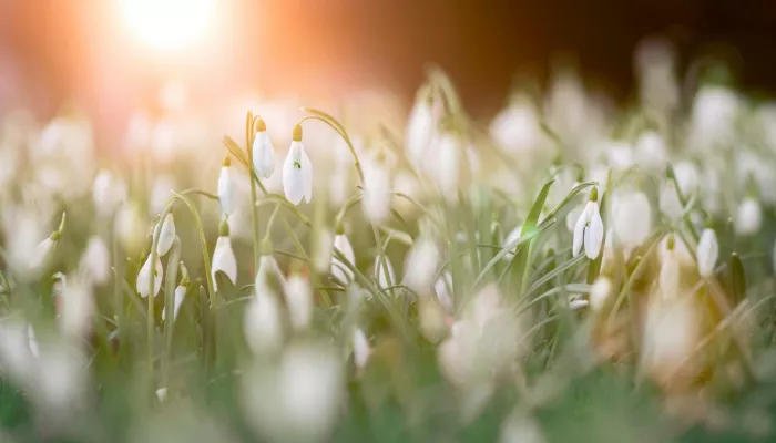 Замглавы алтайского Гидрометцентра рассказал, когда придет настоящая весна