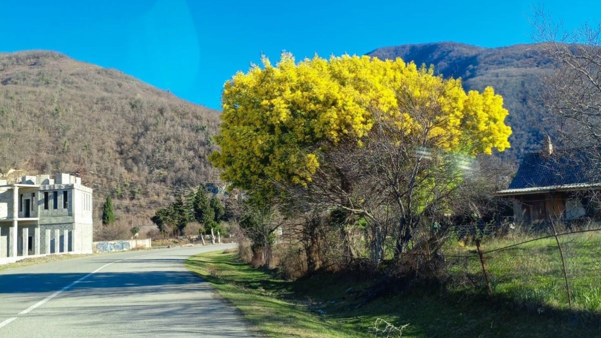 Абхазия. Цветущая мимоза.