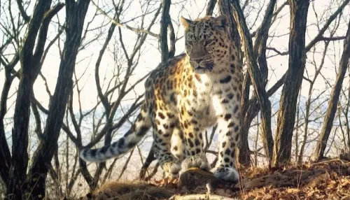 ВТБ выбирает имя маме семейства дальневосточных леопардов