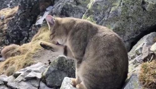 Альпинист встретил домашнего кота на вершине горы в Польше