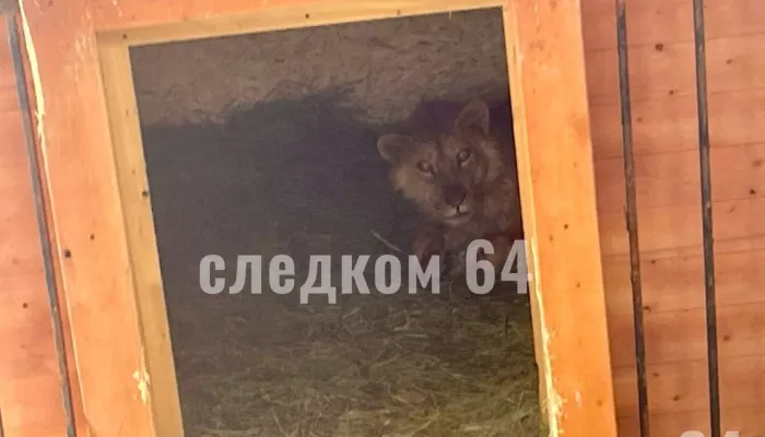 В Саратове 14-летняя девочка пострадала от нападения льва