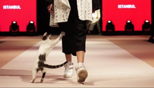 В Турции кошка невольно приняла участие в модном показе